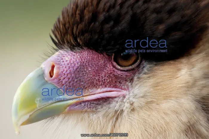 : Southern Caracara : Southern Caracara