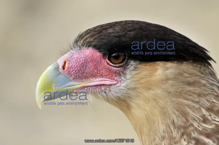 : Southern Caracara : Southern Caracara