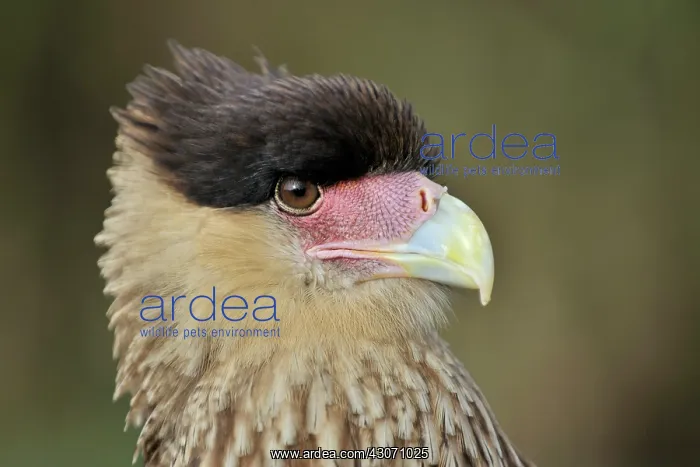: Southern Caracara : Southern Caracara