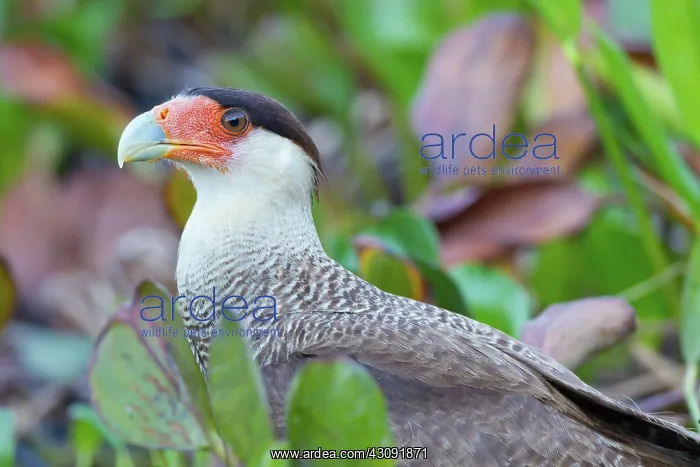 : Southern Caracara : Southern Caracara