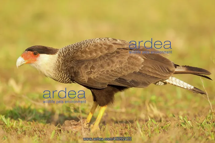 : Southern Caracara : Southern Caracara