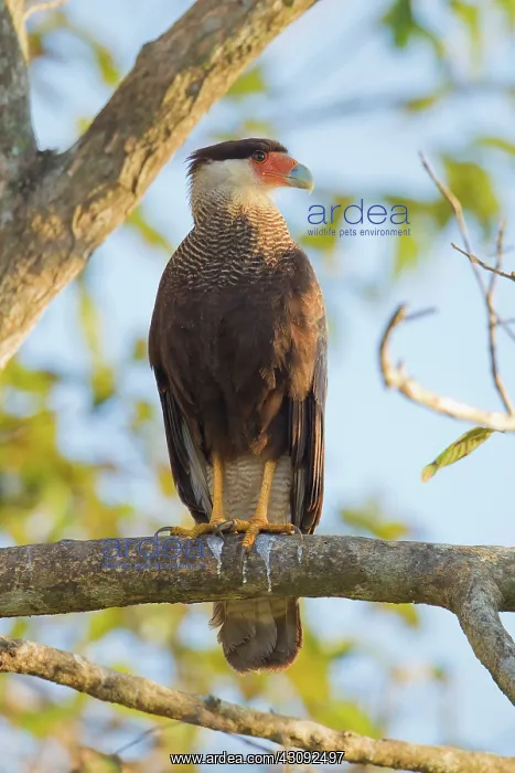 : Southern Caracara : Southern Caracara