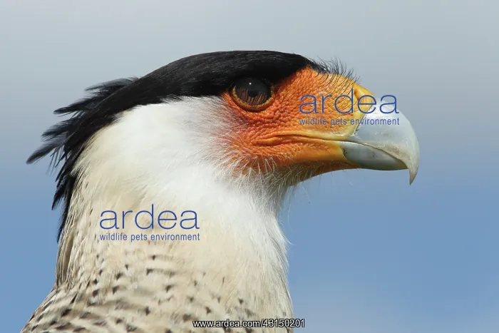 : Southern Caracara : Southern Caracara