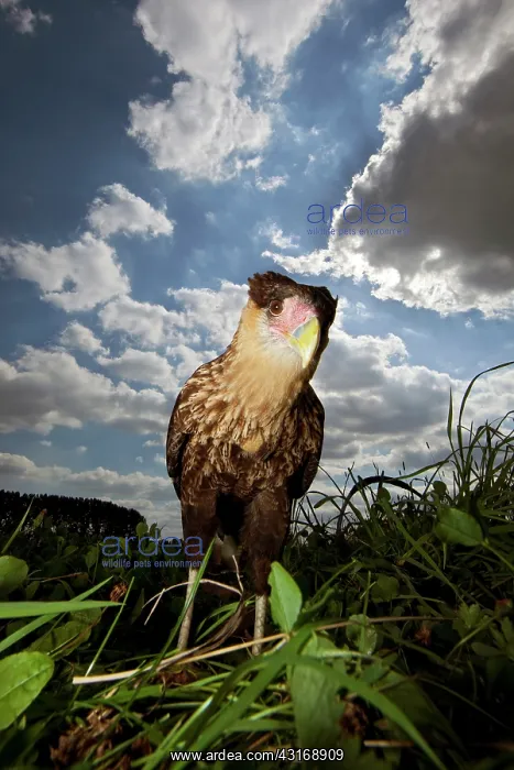 : Southern Caracara : Southern Caracara