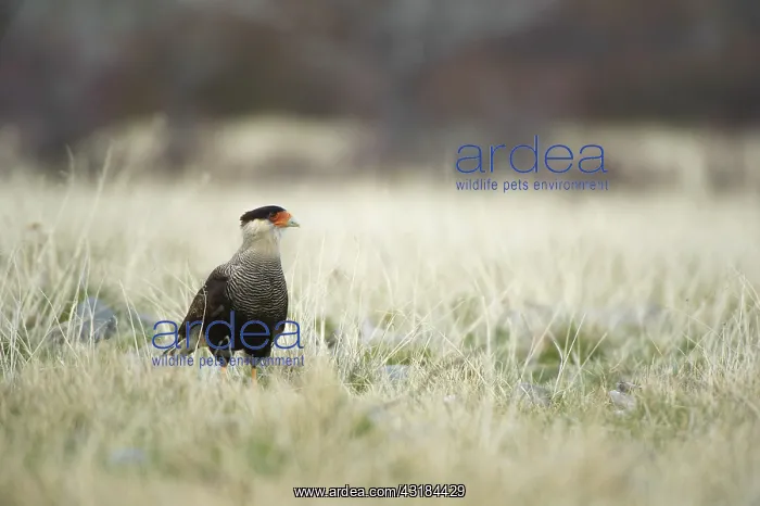 : Southern Caracara : Southern Caracara