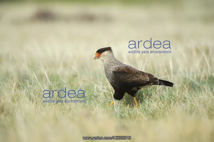 : Southern Caracara : Southern Caracara