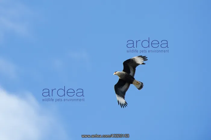 : Southern Caracara : Southern Caracara