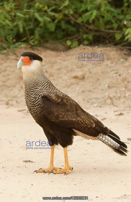 : Southern Caracara : Southern Caracara