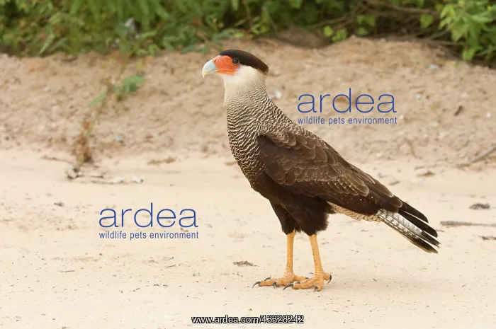 : Southern Caracara : Southern Caracara