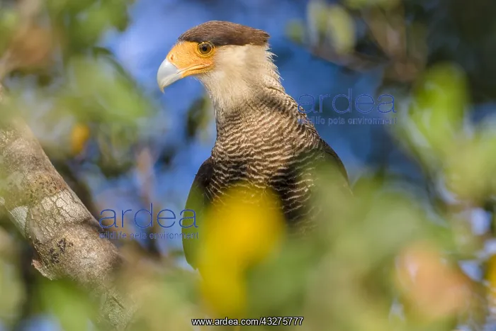 : Southern Caracara (Caracara plancus) portrait : Southern Caracara (Caracara plancus) portrait