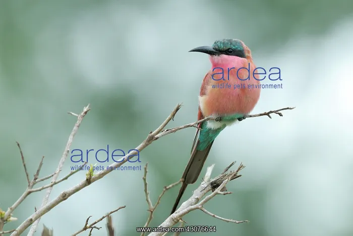 : Southern Carmine Bee-eater : Southern Carmine Bee-eater