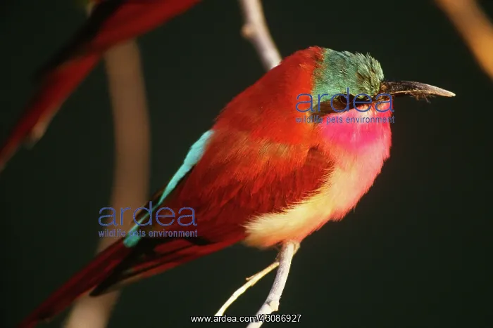 : Southern Carmine Bee-Eater : Southern Carmine Bee-Eater