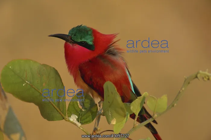: Southern Carmine Bee-eater : Southern Carmine Bee-eater