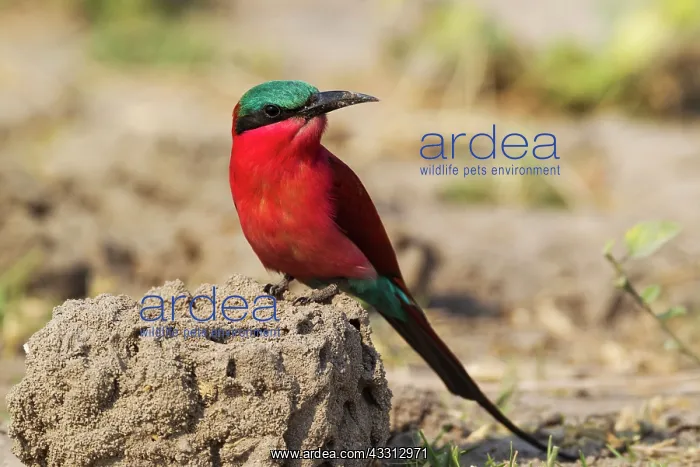 : Southern Carmine Bee-Eater : Southern Carmine Bee-Eater