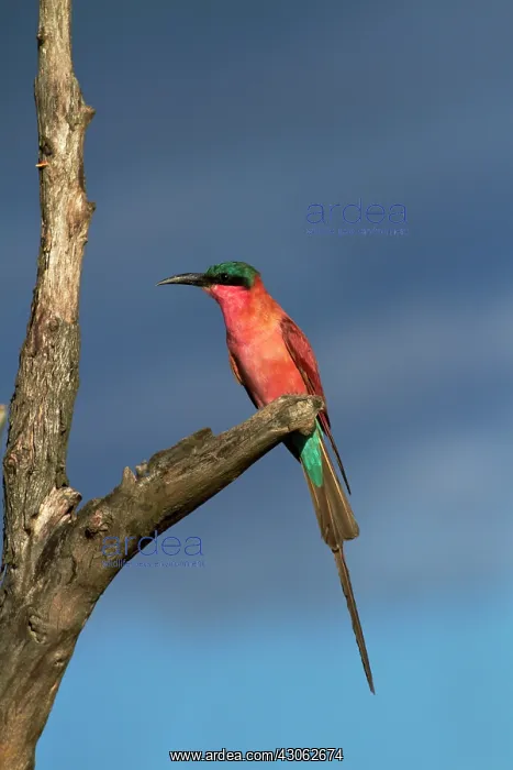 : Southern Carmine Bee-eater (Merops nubicoides) : Southern Carmine Bee-eater (Merops nubicoides)