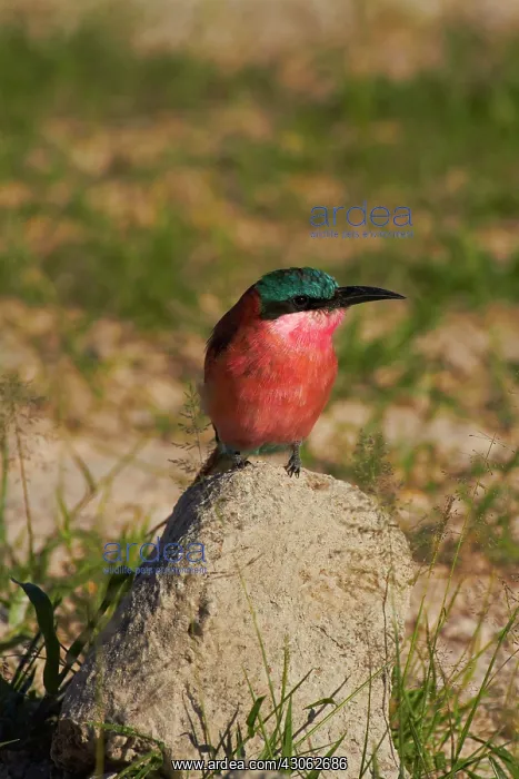 : Southern Carmine Bee-eater (Merops nubicoides) : Southern Carmine Bee-eater (Merops nubicoides)