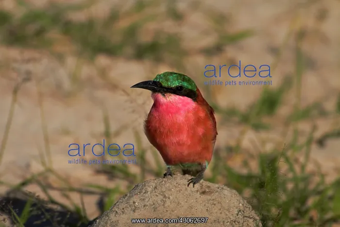 : Southern Carmine Bee-eater (Merops nubicoides) : Southern Carmine Bee-eater (Merops nubicoides)