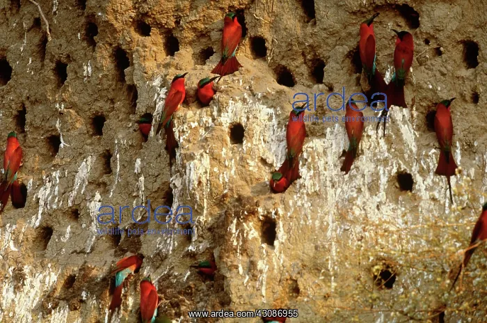 : Southern Carmine Bee-Eaters : Southern Carmine Bee-Eaters