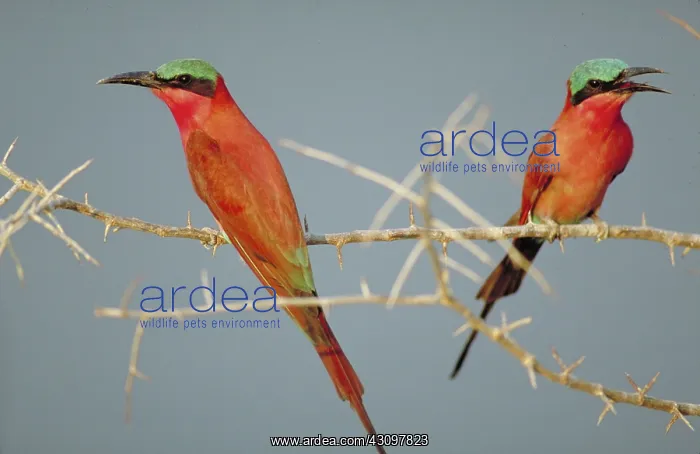 : Southern Carmine Bee-Eaters : Southern Carmine Bee-Eaters