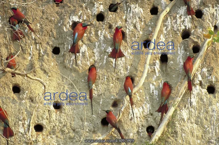 : Southern Carmine Bee Eaters : Southern Carmine Bee Eaters