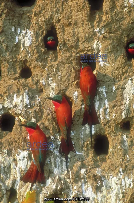 : Southern carmine bee-eaters : Southern carmine bee-eaters