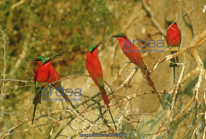 : Southern carmine bee-eaters : Southern carmine bee-eaters