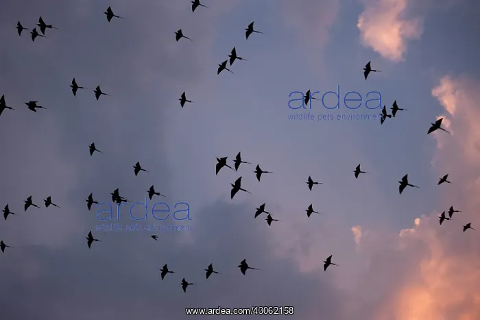 : Southern carmine bee-eaters, South Luangwa : Southern carmine bee-eaters, South Luangwa