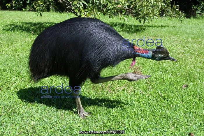 : Southern Cassowary : Southern Cassowary
