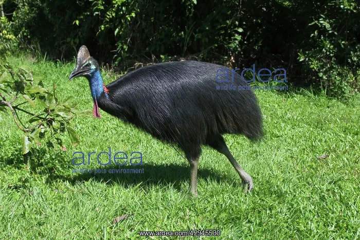 : Southern Cassowary : Southern Cassowary