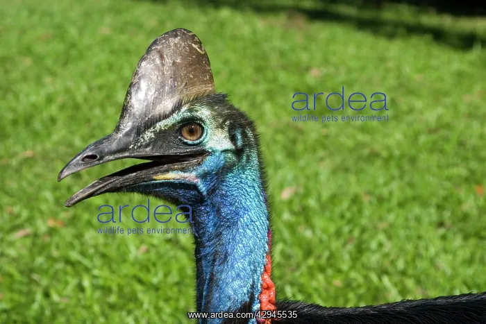 : Southern Cassowary : Southern Cassowary