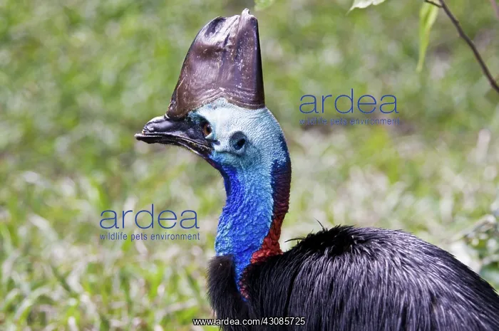 : Southern Cassowary : Southern Cassowary