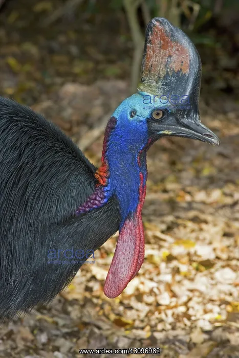 : Southern Cassowary : Southern Cassowary