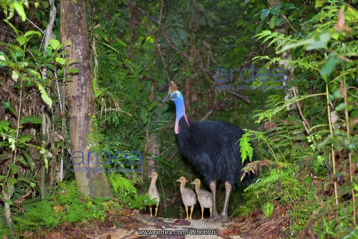: Southern Cassowary - adult male and three of his : Southern Cassowary - adult male and three of his