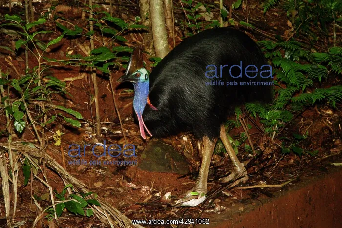  : Southern cassowary, adult male