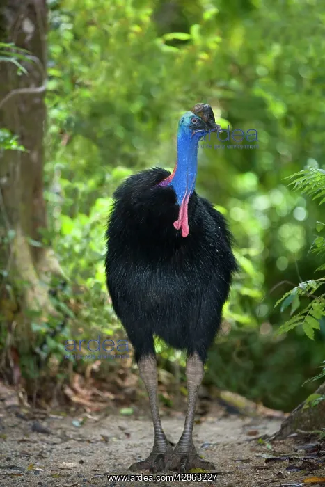 : Southern Cassowary - adult male stands amidst tropical : Southern Cassowary - adult male stands amidst tropical