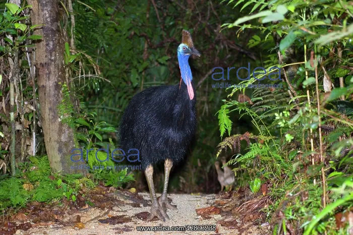  : Southern Cassowary - adult male stands amidst tropical