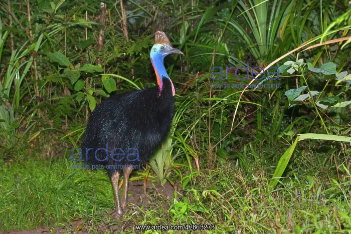 : Southern Cassowary - adult male stands amidst tropical : Southern Cassowary - adult male stands amidst tropical