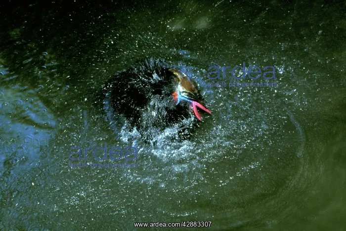 : Southern Cassowary - bathing : Southern Cassowary - bathing