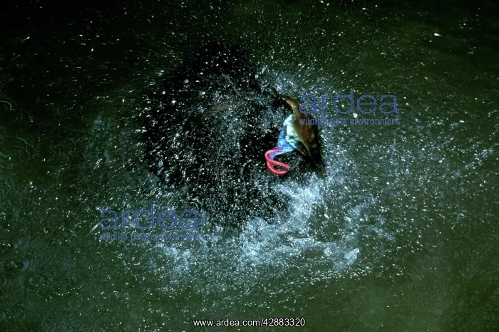 : Southern Cassowary (Casuarius casuarius) bathing : Southern Cassowary (Casuarius casuarius) bathing