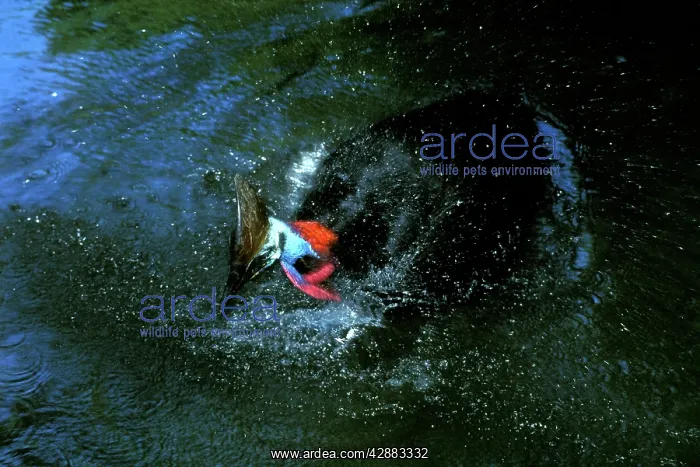 : Southern Cassowary (Casuarius casuarius) bathing : Southern Cassowary (Casuarius casuarius) bathing