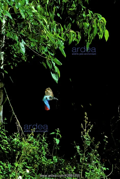: Southern Cassowary (Casuarius casuarius) only casque : Southern Cassowary (Casuarius casuarius) only casque