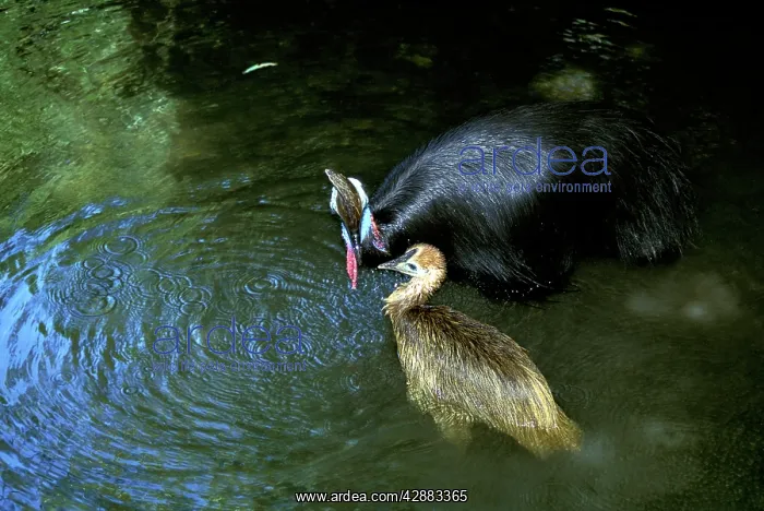 : Southern Cassowary (Casuarius casuarius) and chick, bathing : Southern Cassowary (Casuarius casuarius) and chick, bathing