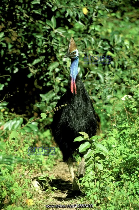 : Southern Cassowary (Casuarius casuarius) An endangered : Southern Cassowary (Casuarius casuarius) An endangered