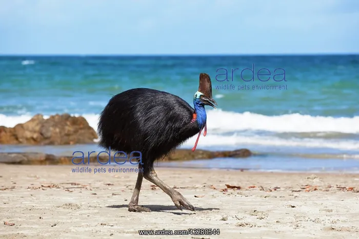 : Southern Cassowary (Casuarius Casuarius), female : Southern Cassowary (Casuarius Casuarius), female