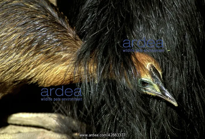 : Southern Cassowary (Casuarius casuarius) four-month : Southern Cassowary (Casuarius casuarius) four-month