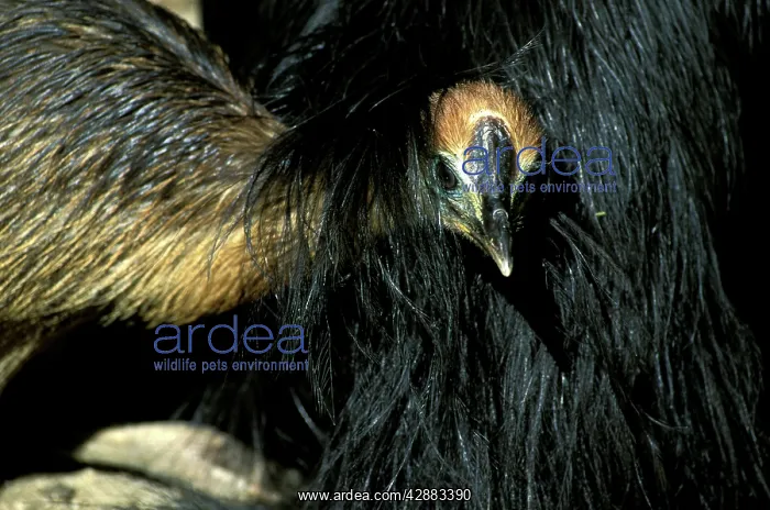 : Southern Cassowary (Casuarius casuarius) four-month : Southern Cassowary (Casuarius casuarius) four-month