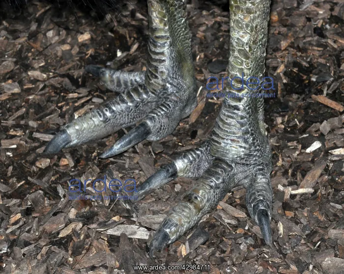 : Southern Cassowary - close up of feet : Southern Cassowary - close up of feet