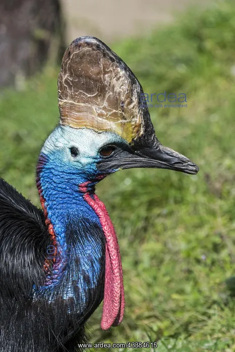 : Southern cassowary, double-wattled cassowary, Australian : Southern cassowary, double-wattled cassowary, Australian