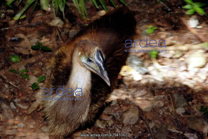 : Southern cassowary, first year juvenile : Southern cassowary, first year juvenile