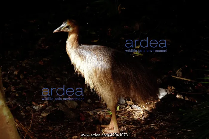 : Southern cassowary, first year juvenile : Southern cassowary, first year juvenile